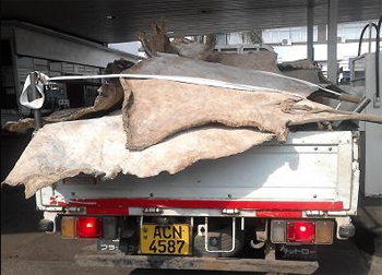 Poached elephant hides spotted on a pickup at a local gas station.